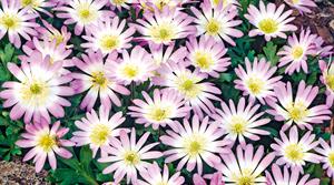 Anemone blanda ‘Charmer’ - credit all pictures: Floramedia Database